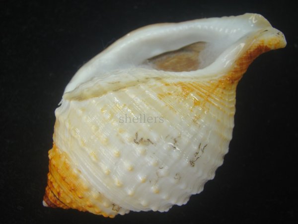 画像3: カブトボラ(Galeodea leucodoma) 大　老成　美品 (3)