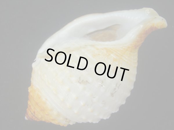 画像3: カブトボラ(Galeodea leucodoma) 大　老成　美品 (3)