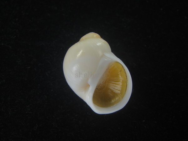 画像1: キザミタマツメタ(Euspira plicispira) 特美品 (1)