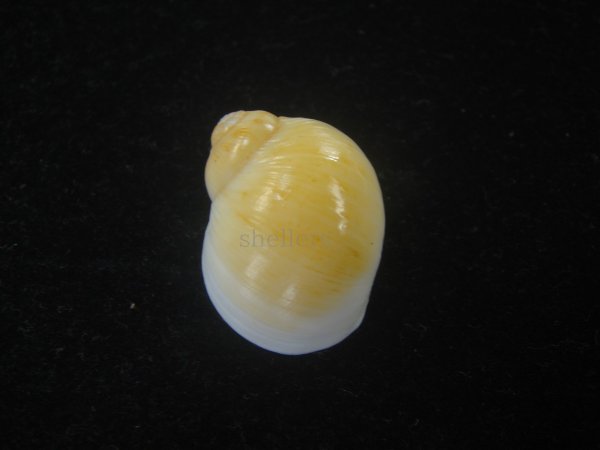 画像2: キザミタマツメタ(Euspira plicispira) 特美品 (2)