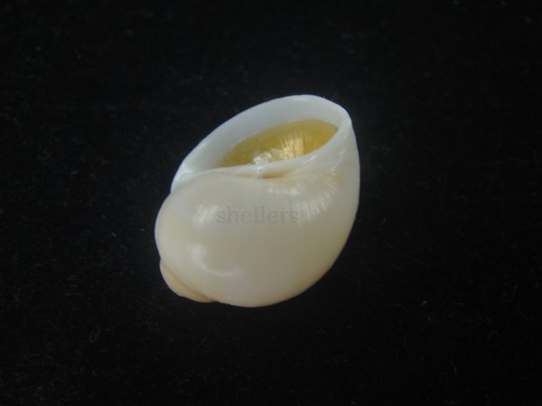 画像3: キザミタマツメタ(Euspira plicispira) 特美品 (3)