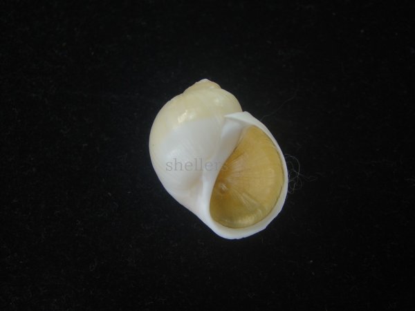 画像1: キザミタマツメタ(Euspira plicispira) 美品 (1)