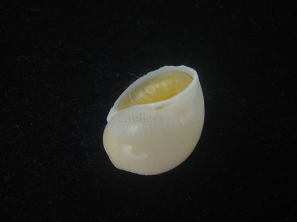 画像3: キザミタマツメタ(Euspira plicispira) 美品 (3)