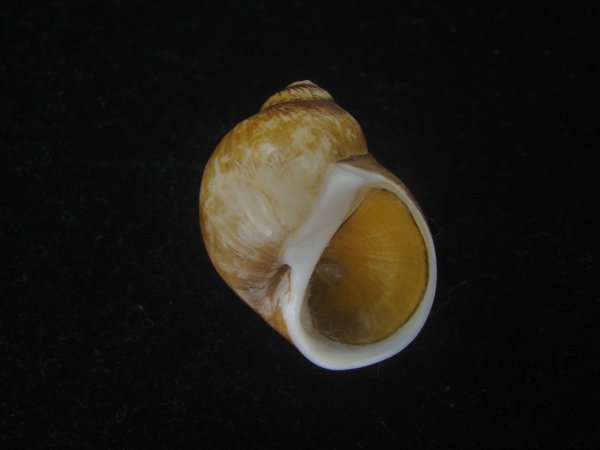 画像1: キザミタマツメタ(Euspira plicispira) 大　特美品 (1)