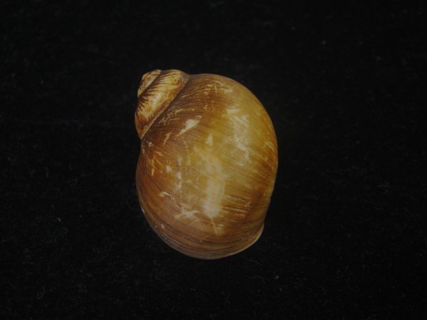 画像2: キザミタマツメタ(Euspira plicispira) 大　特美品 (2)