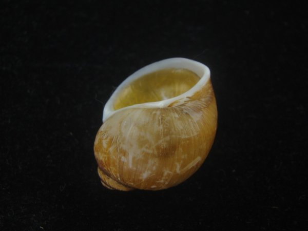 画像3: キザミタマツメタ(Euspira plicispira) 大　特美品 (3)