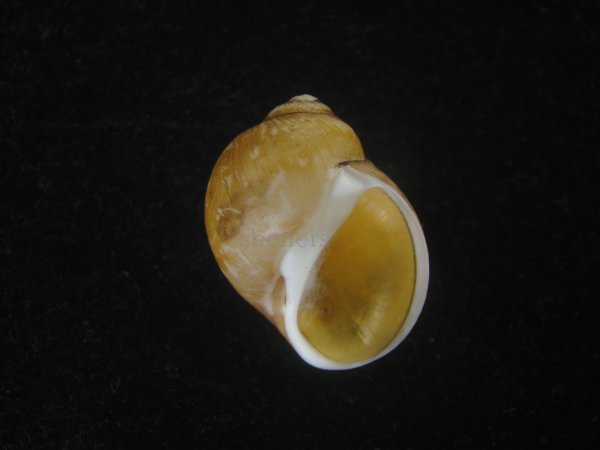 画像1: キザミタマツメタ(Euspira plicispira) 美品 (1)