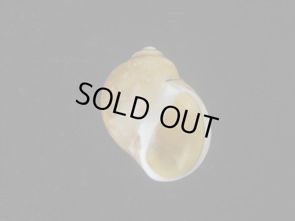 画像1: キザミタマツメタ(Euspira plicispira) 美品 (1)