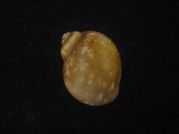 画像2: キザミタマツメタ(Euspira plicispira) 美品 (2)