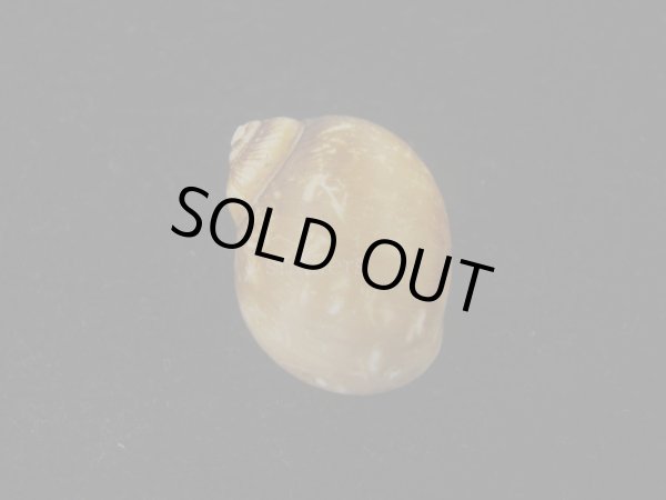 画像2: キザミタマツメタ(Euspira plicispira) 美品 (2)