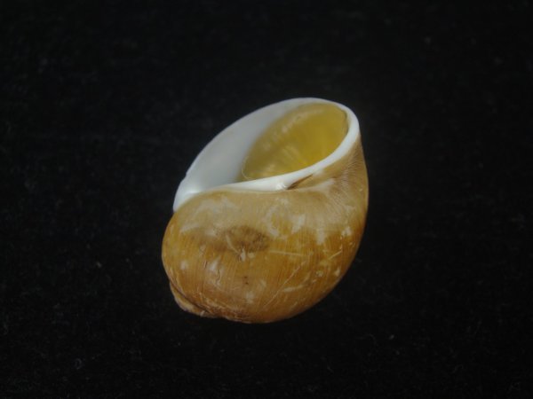 画像3: キザミタマツメタ(Euspira plicispira) 美品 (3)