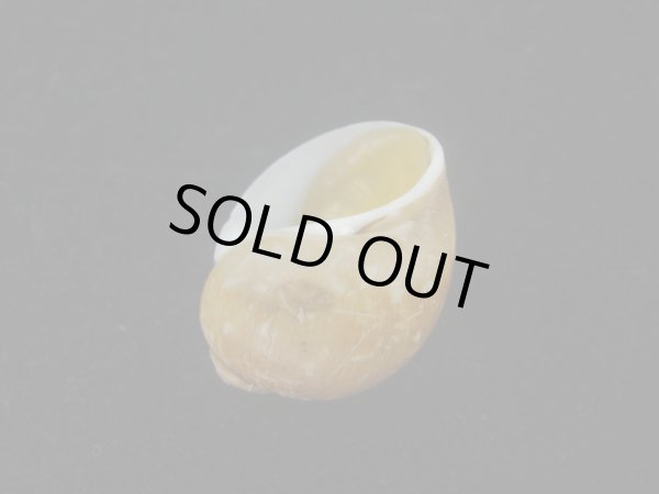 画像3: キザミタマツメタ(Euspira plicispira) 美品 (3)