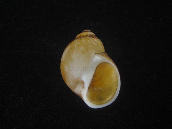 画像1: キザミタマツメタ(Euspira plicispira) 美品 (1)