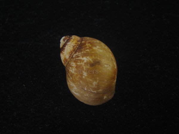 画像2: キザミタマツメタ(Euspira plicispira) 美品 (2)