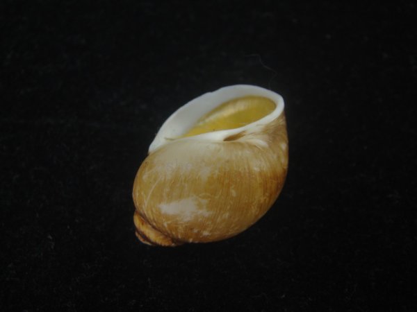 画像3: キザミタマツメタ(Euspira plicispira) 美品 (3)