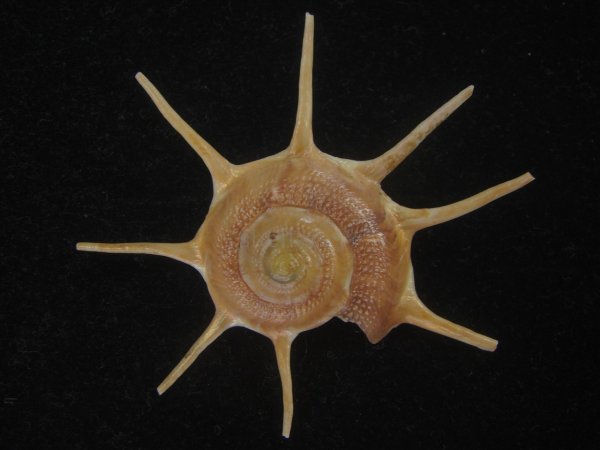 画像1: ハリナガリンボウ(Guildfordia yoka) 美品 (1)