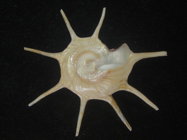 画像2: ハリナガリンボウ(Guildfordia yoka) 美品 (2)