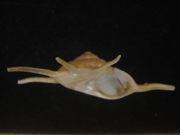 画像3: ハリナガリンボウ(Guildfordia yoka) 美品 (3)