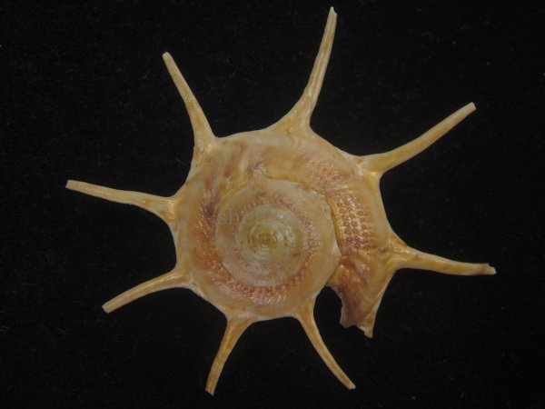 画像1: ハリナガリンボウ(Guildfordia yoka) 美品 (1)