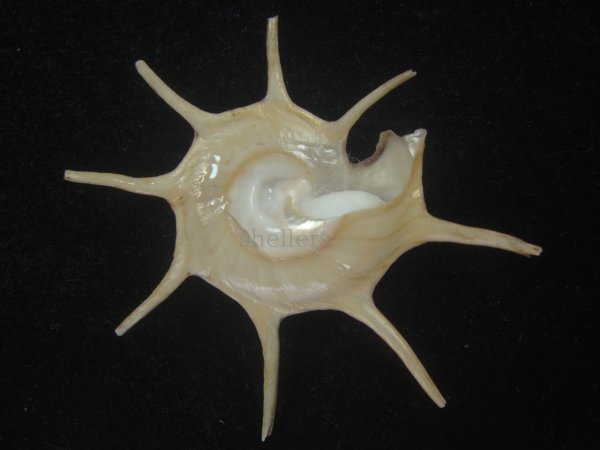 画像2: ハリナガリンボウ(Guildfordia yoka) 美品 (2)