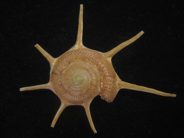 画像1: ハリナガリンボウ(Guildfordia yoka) 美品 (1)