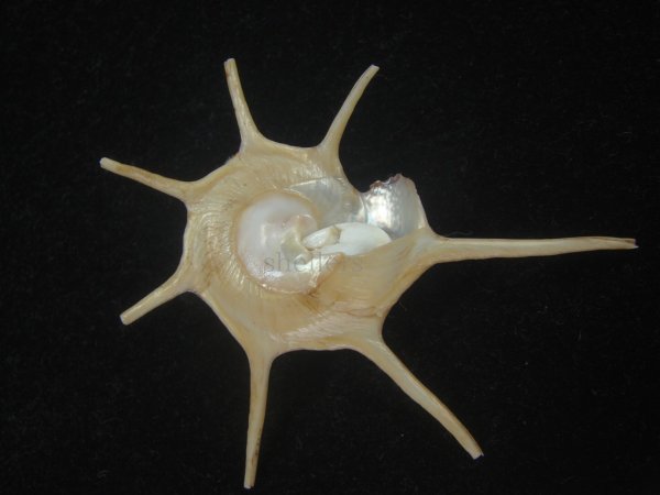 画像2: ハリナガリンボウ(Guildfordia yoka) 美品 (2)