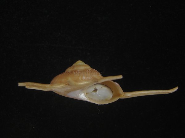 画像3: ハリナガリンボウ(Guildfordia yoka) 美品 (3)