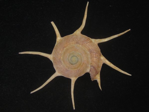 画像1: ハリナガリンボウ(Guildfordia yoka) 大　美品 (1)