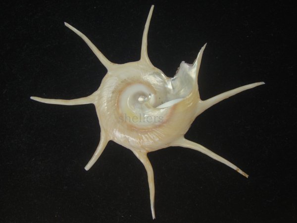 画像2: ハリナガリンボウ(Guildfordia yoka) 大　美品 (2)