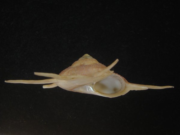 画像3: ハリナガリンボウ(Guildfordia yoka) 大　美品 (3)