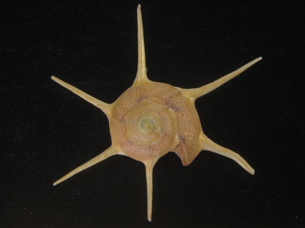 画像1: ハリナガリンボウ(Guildfordia yoka) 特美品 (1)