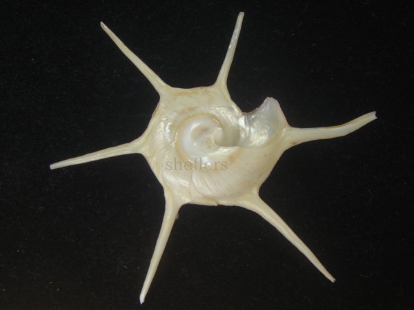 画像2: ハリナガリンボウ(Guildfordia yoka) 特美品 (2)