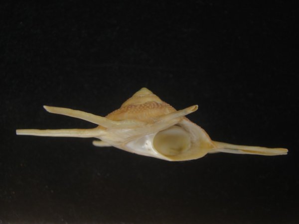 画像3: ハリナガリンボウ(Guildfordia yoka) 特美品 (3)