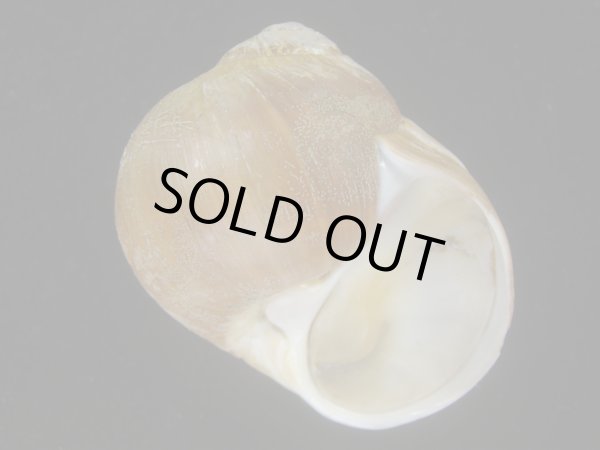 画像1: チシマタマガイ(Cryptonatica janthostoma) 美品 (1)