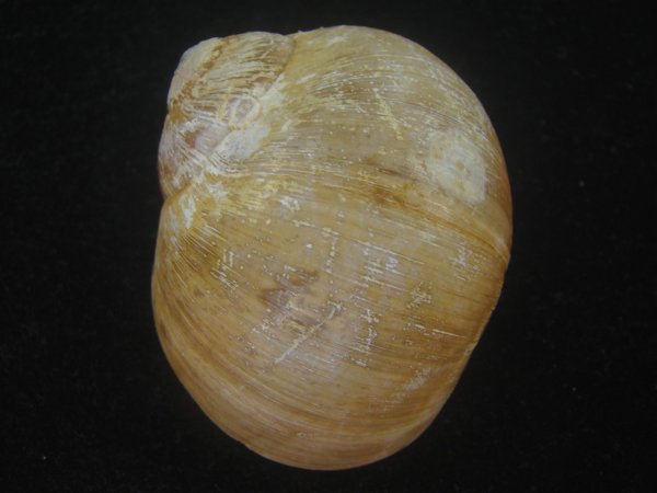 画像2: チシマタマガイ(Cryptonatica janthostoma) 美品 (2)