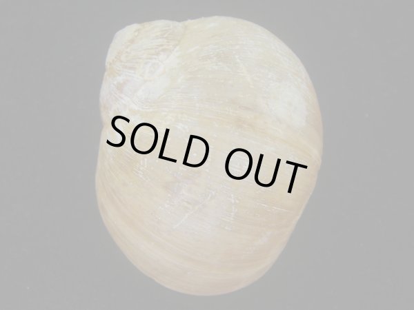 画像2: チシマタマガイ(Cryptonatica janthostoma) 美品 (2)