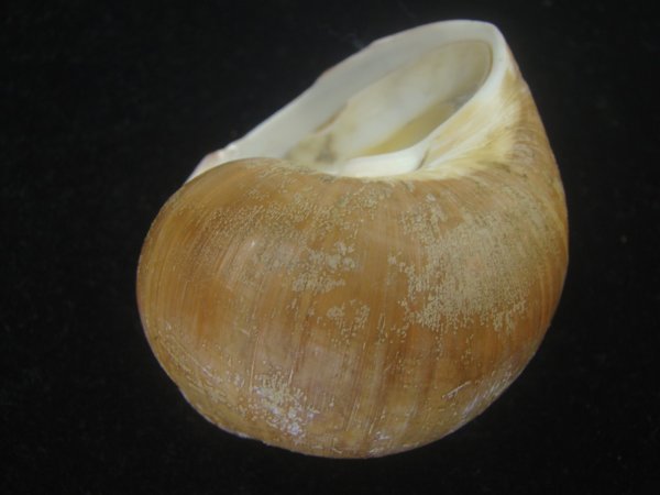 画像3: チシマタマガイ(Cryptonatica janthostoma) 美品 (3)