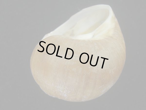 画像3: チシマタマガイ(Cryptonatica janthostoma) 美品 (3)