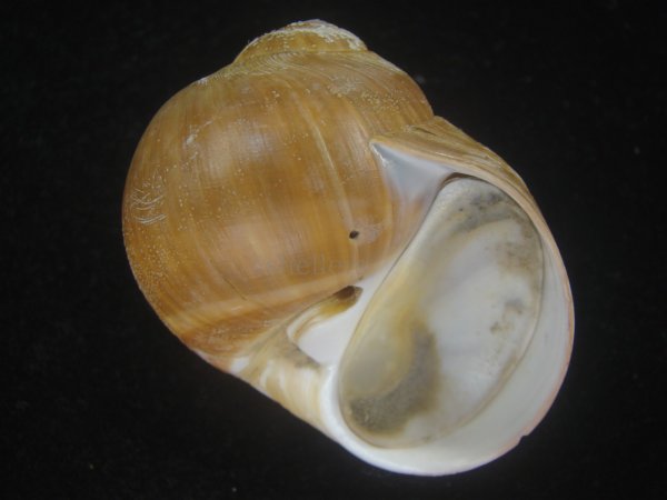 画像1: チシマタマガイ(Cryptonatica janthostoma) 美品 (1)