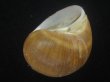 画像3: チシマタマガイ(Cryptonatica janthostoma) 美品 (3)