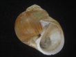 画像1: チシマタマガイ(Cryptonatica janthostoma) 大　美品 (1)