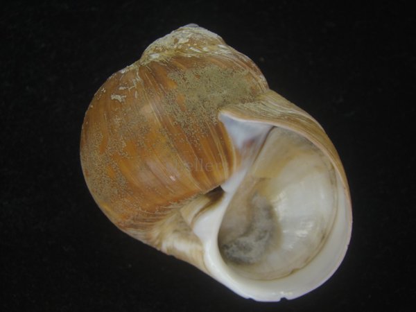 画像1: チシマタマガイ(Cryptonatica janthostoma) 大　美品 (1)