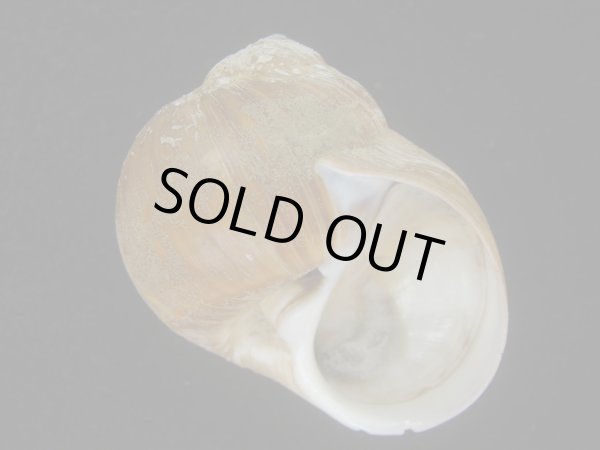 画像1: チシマタマガイ(Cryptonatica janthostoma) 大　美品 (1)