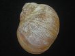 画像2: チシマタマガイ(Cryptonatica janthostoma) 大　美品 (2)