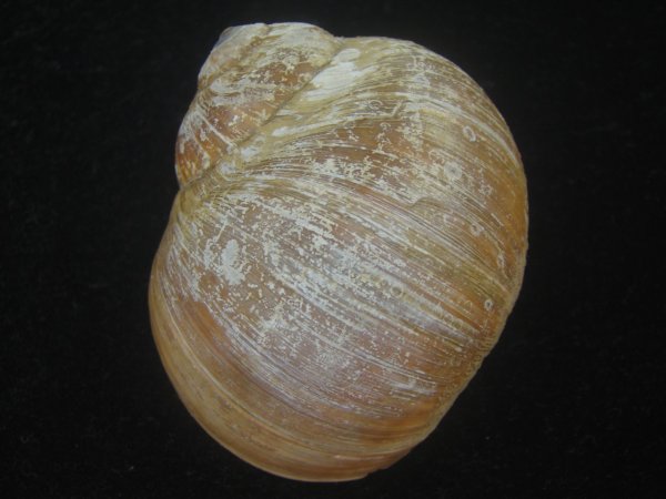 画像2: チシマタマガイ(Cryptonatica janthostoma) 大　美品 (2)