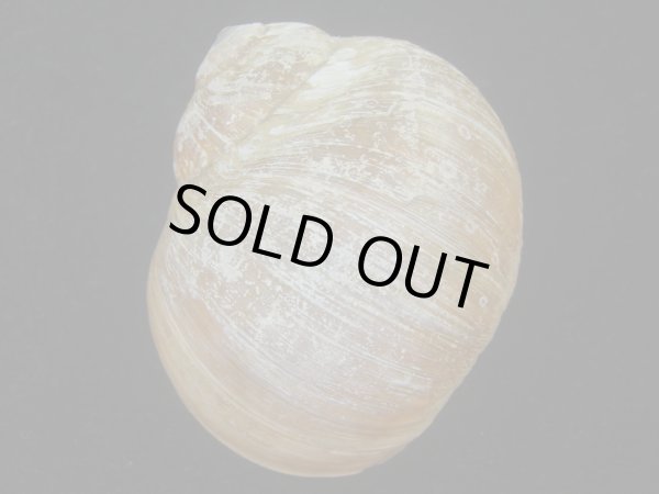 画像2: チシマタマガイ(Cryptonatica janthostoma) 大　美品 (2)