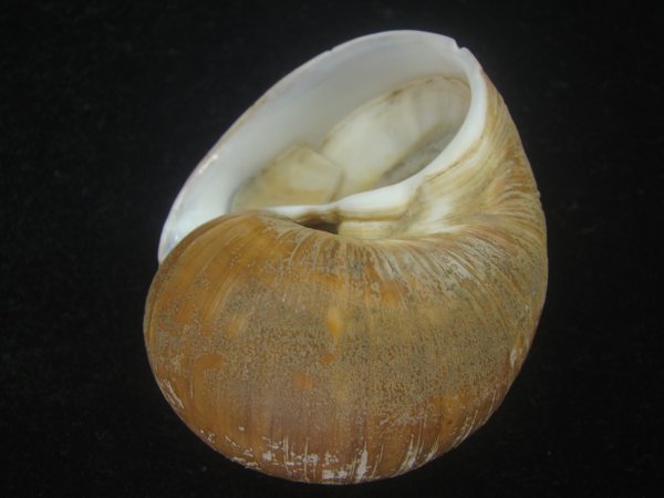 画像3: チシマタマガイ(Cryptonatica janthostoma) 大　美品 (3)