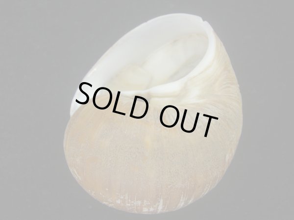 画像3: チシマタマガイ(Cryptonatica janthostoma) 大　美品 (3)