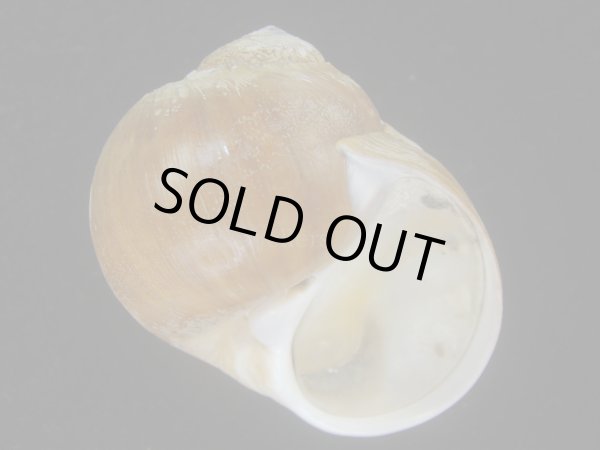 画像1: チシマタマガイ(Cryptonatica janthostoma) 特美品 (1)