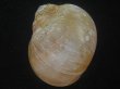 画像2: チシマタマガイ(Cryptonatica janthostoma) 特美品 (2)